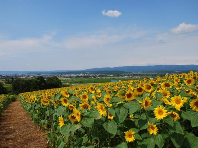 �����T���s���[�p�[�N_�Ȃ��Ђ܂�蔨