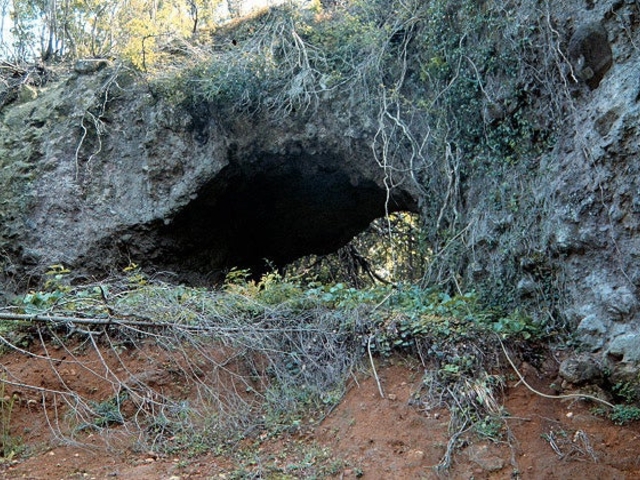 �V�R���̎ʐ^1