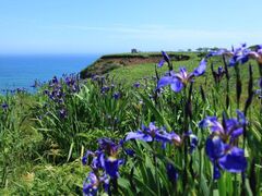 ����߃����̃q�I�E�M�A�����Q���̎ʐ^1