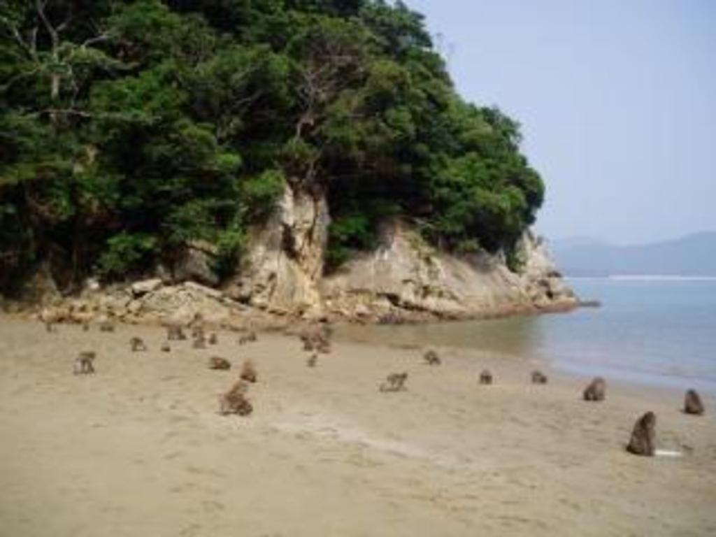 幸島