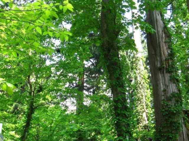 ���H�B�X���̎ʐ^1