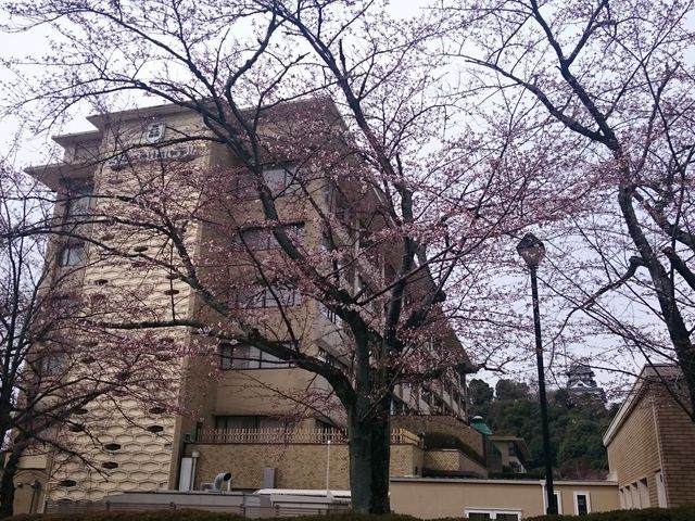 ���R���򔒒�̓�