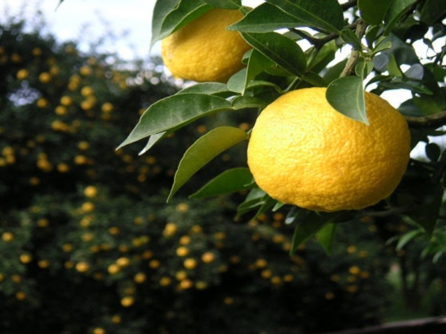 ����䂸�i�A���j�̎ʐ^1