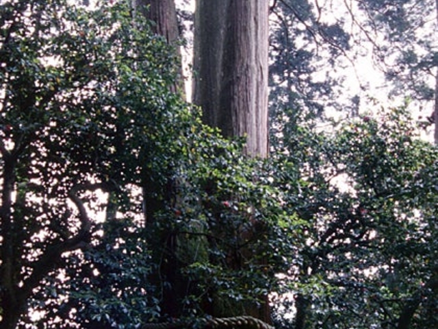 �����_�Ђ̑吙�̎ʐ^1