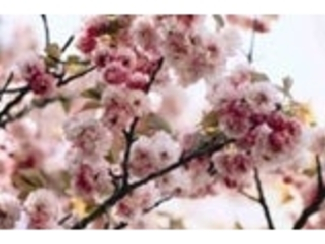 �q�E�`�_�j�L�N�U�N���̎ʐ^1