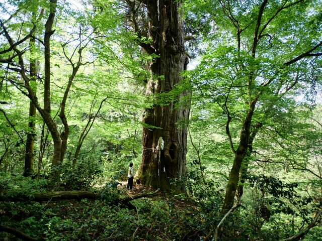 ��ׂ̑吙�̎ʐ^1