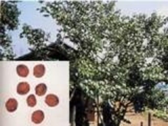 ���n�̗g�q�~�̎ʐ^1