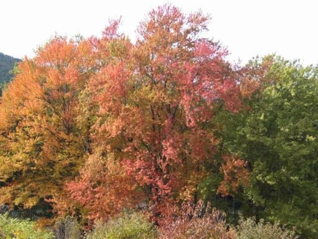 ���˃n�i�m�L�����n�̎ʐ^1