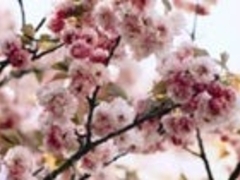 �q�E�`�_�j�L�N�U�N���̎ʐ^1