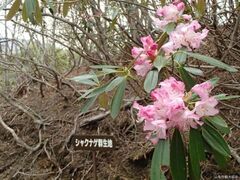 西沢渓谷のシャクナゲの写真1