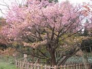 �q�E�`�_�j�L�N�U�N���̎ʐ^2