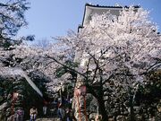 ���q�����̍��̎ʐ^1