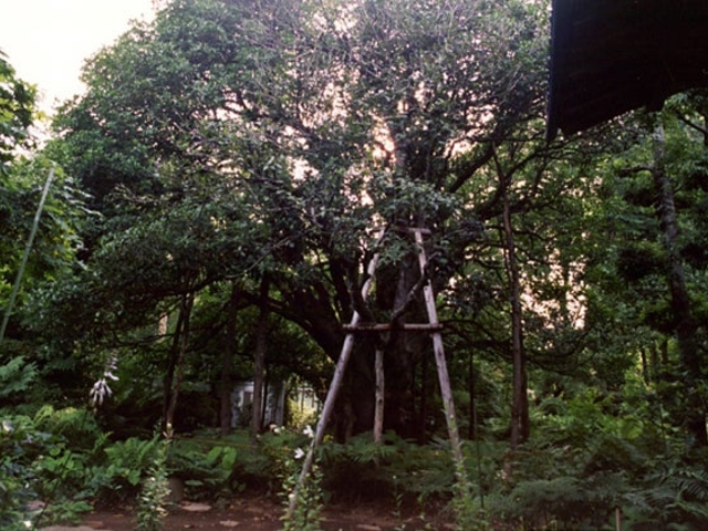 �a��̃q�C���M���N�Z�C�̎ʐ^1