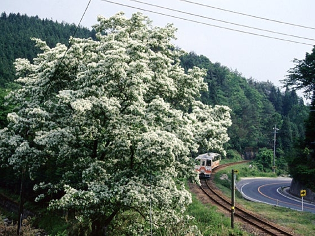 �����̃q�g�c�o�^�S�̎ʐ^1