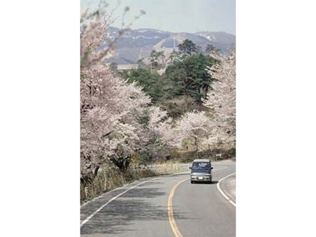 ��̖؍�̍��̎ʐ^1