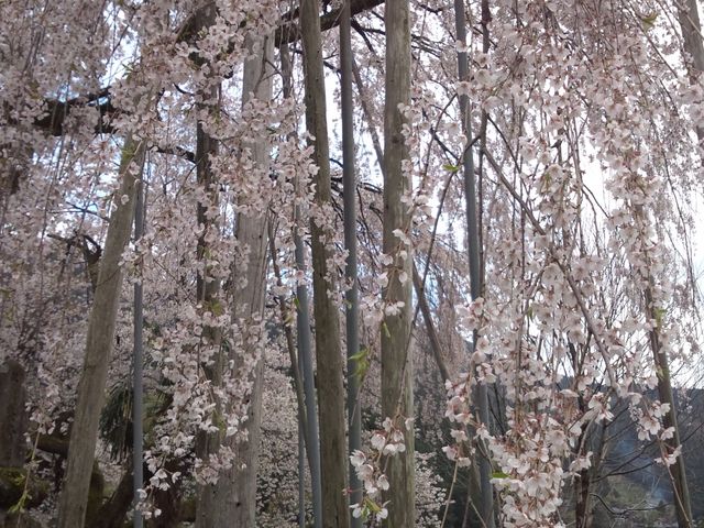 �׉_���̂������