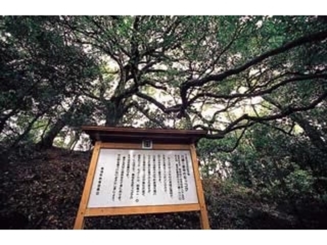 ��I�O�b���̃��b�R�N�̎ʐ^1