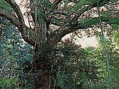 ���a�̃J�V�̐X�̎ʐ^1