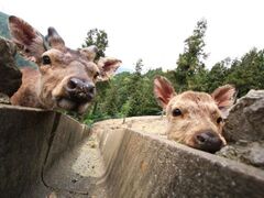 �����̎ʐ^