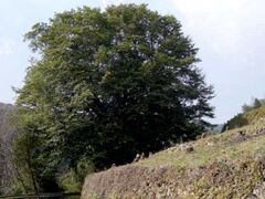 ������̃I�K�^�}�m�L�̎ʐ^1