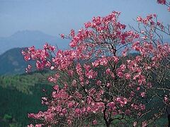 �c��R�̃A�P�{�m�c�c�W�̎ʐ^1