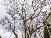 �����̑喾�_�U�N���̎ʐ^2