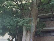 �g�ˎ����{�h�̃P���L�̎ʐ^1