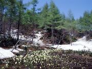 ��E���m�Ԃ̎ʐ^1