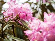 �V���N�i�Q�E�h�E�_���c�c�W�̎ʐ^1