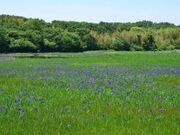 ���琼�r�̃J�L�c�o�^�Q���̎ʐ^1