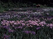 ���V�h�����������Ƃ��΂������̉Ԃ��傤�ԉ��̎ʐ^1