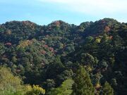 �^��R�g�їт̎ʐ^1