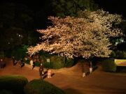 ����s���R�������^������̎ʐ^1