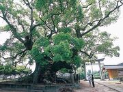 ���_�Ђ̑��̎ʐ^1