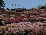 �|�̌Ï�����̃c�c�W�̎ʐ^1