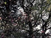 ̃VNiQEڂ̂̎ʐ^1