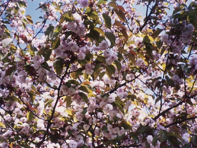 �A�M�V�R�M�N�U�N��(���ݖ{����)�̎ʐ^1