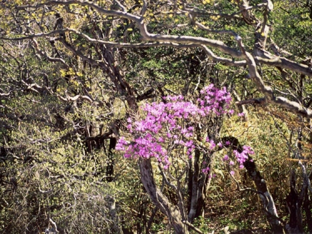 �V��̃c�c�W�̎ʐ^1