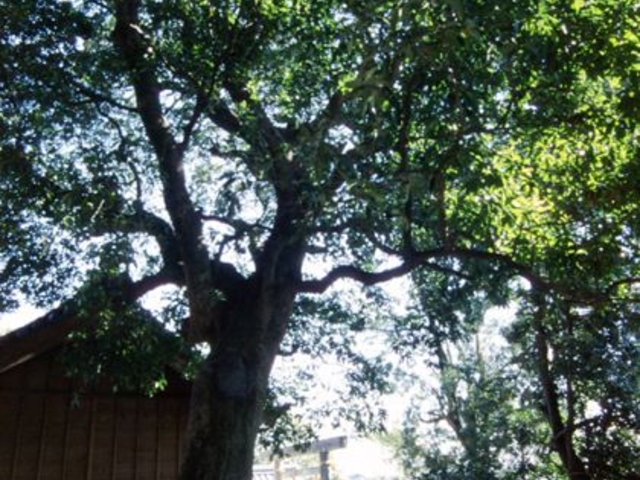 ���ގu�_�Ђ̃z���g�̖�_���ގu�_�Ђ̃z���g�̖�