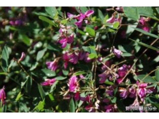 ���̒����̃n�M�̎ʐ^1