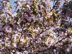 アギシコギクザクラ(阿岸本誓寺)の写真1