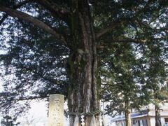 日置のハダカガヤの写真1