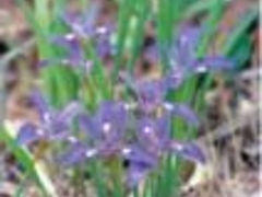 ���c���̃G�q���A������������n�т̎ʐ^1