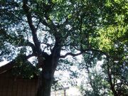 ގu_Ђ̃zg̖؂̎ʐ^1