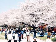 宮川堤の桜の写真1