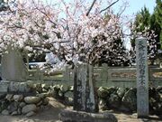 ���q�s�f���̎ʐ^2