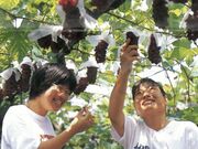 ��Պό��Ԃǂ����̎ʐ^1