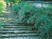 ���|���̔��̎ʐ^1