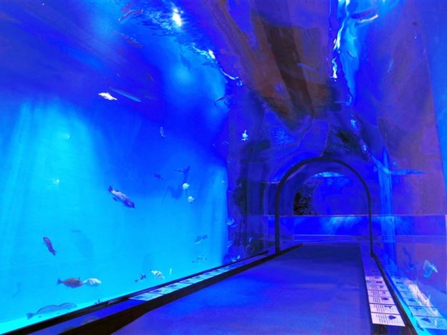 四季折々のいろいろな魚が住んでるトンネル水槽をお楽しみ下さい。_越前がにミュージアム