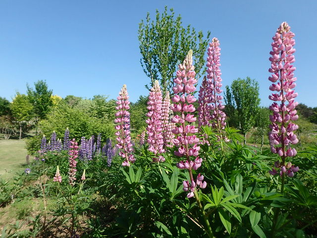 �씪���x�Ԃ̐X����